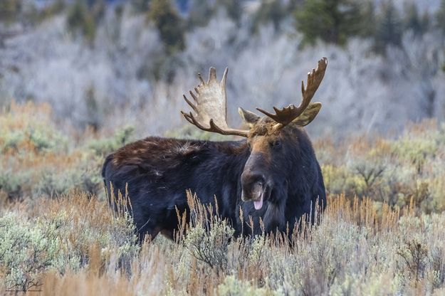 . Photo by Dave Bell.