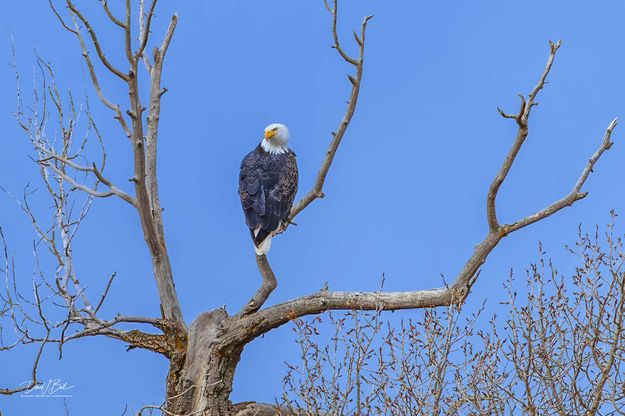 Freedom Bird. Photo by Dave Bell.