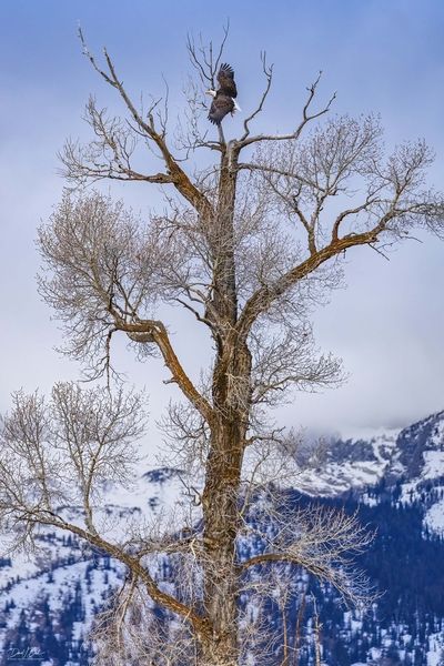 Lift-Off. Photo by Dave Bell.