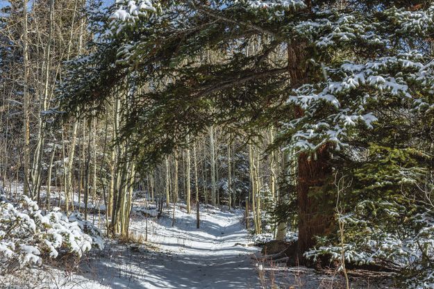 A Walk In The Woods. Photo by Dave Bell.