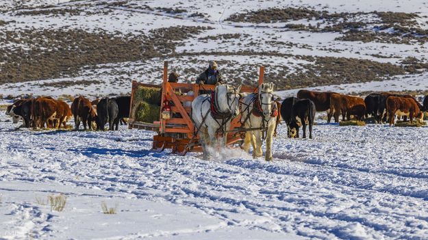 . Photo by Dave Bell.