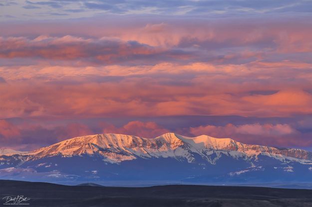 Triple Beauty. Photo by Dave Bell.