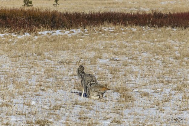 He Didn't Get Lunch. Photo by Dave Bell.