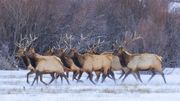 Elk, Sunrises, Moose and More Elk-January 5 & 7